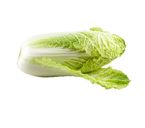Napa cabbage